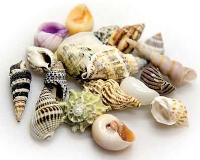 Hobby Sea Shells Set L - Schneckenhäuser zur Dekoration Aquarium Terrarium