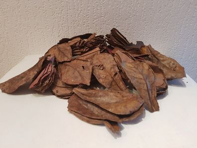 10 Nano Seemandelbaumblätter / Catappa Leaves Laub 5-10cm für Welse, Garnelen