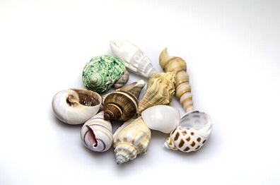 Hobby Sea Shells Set M - Schneckenhäuser zur Dekoration Aquarium Terrarium