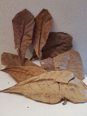 10 Seemandelbaumblätter / Catappa Leaves Laub 30-35cm für Welse, Fische, Diskus