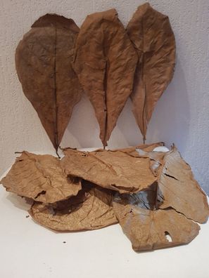 10 Seemandelbaumblätter / Catappa Leaves Laub 35-40cm für Welse, Fische, Diskus