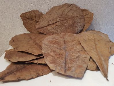 10 Seemandelbaumblätter / Catappa Leaves Laub 20-25cm für Welse, Diskus, Krebse