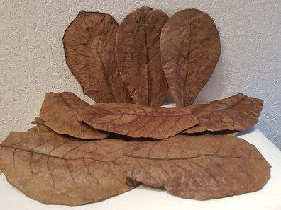 10 Seemandelbaumblätter / Catappa Leaves Laub 15-20cm für Welse, Diskus, Krebse