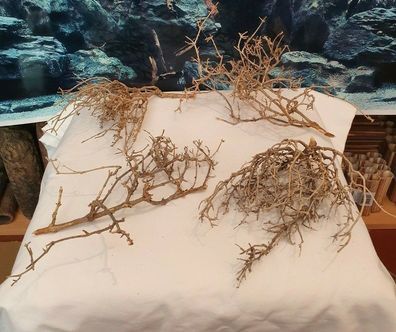 Fingerwurzel natur groß 20-29cm - für Welse, Fische, Garnelen, Krebse Aquarium