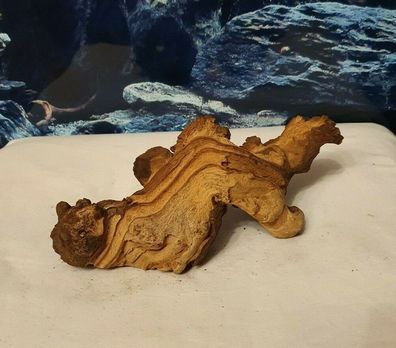 Mopani Wurzel 22x10x6cm - Holz für Welse, Fische, Aquarium