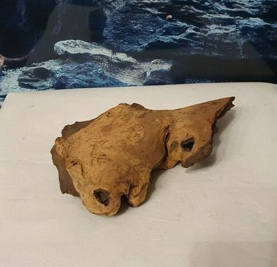 Mopani Wurzel 23x14x8cm - Holz für Welse, Fische, Aquarium