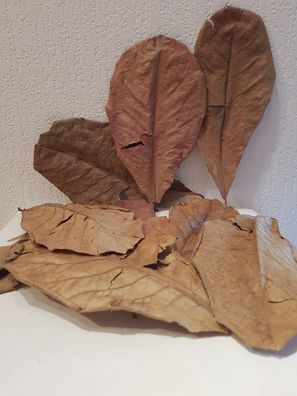 10 Seemandelbaumblätter / Catappa Leaves Laub 25-30cm für Welse, Fische, Diskus