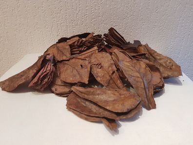 10 Nano Seemandelbaumblätter / Catappa Leaves Laub 5-10cm für Garnelen, Krebse