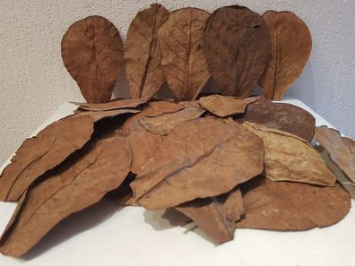 20 Seemandelbaumblätter / Catappa 10-15cm für Garnelen, Welse, Diskus, Aquarium