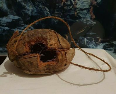 Kokosnuss Pflanzschale Schale für Terrarien Pflanzen Terraristik Reptilien Deko