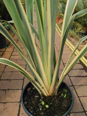 Phormium tenax Variegatum 80-100 cm - Neuseeländer Flachs / buntblättrig