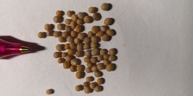 Senf Samen Mix - 50x schwarzer und 50x weisser Senf - selten angeboten