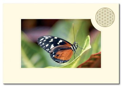 Klappkarte BdL "Schmetterling" 11,5x16,7cm (mit Kuvert B6)