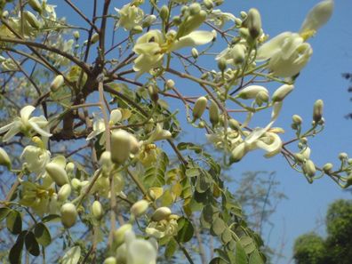 10 frische Moringa Samen - Moringa oleifera