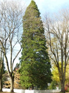 Weihrauchzeder - Calocedrus Decurrens - 10 Frische Samen