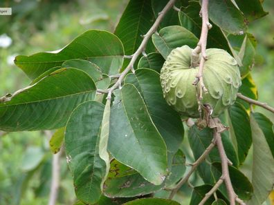Zimtapfel - Annona cherimola - Exotisches Obst - 10 Frische Samen