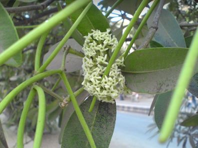 Teufelsbaum - Alstonia Scholaris - 20 frische Samen