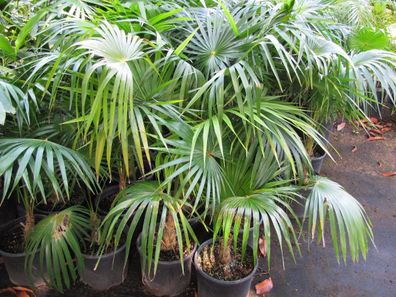 Coccothrinax acuminata - Kubanische Silberpalme - 10 Frische Samen