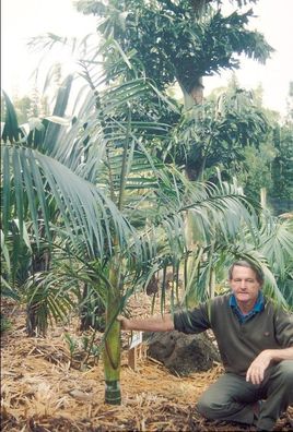 Zuckerrohrpalme - Dypsis Baronii - 5 frische Samen