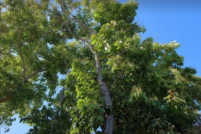 Chinesischer Glücksbaum - Camptotheca Acuminata - 30 frische Samen