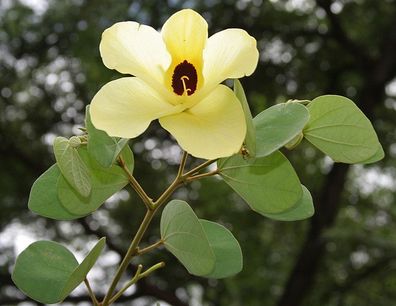 Gelber Orchideenbaum - 10 Frische Samen - Bauhinia Tomentosa