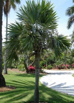 Atlantische Dreizackpalme - 20 frische Samen - Leucothrinax Morrisii