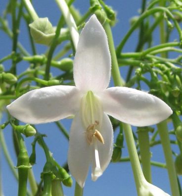 Jasminbaum - 10 Frische Samen - Millingtonia Hortensis