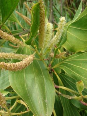Australischer Teakholzbaum - Acacia Mangium - 10 Frischen Samen