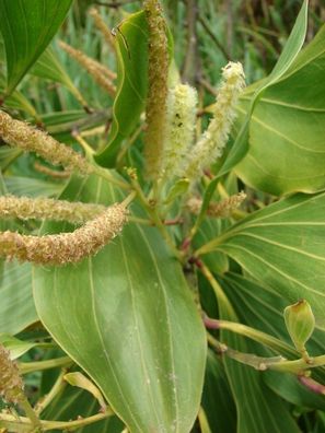 Australischer Teakholzbaum - Acacia Mangium - 5 Frischen Samen