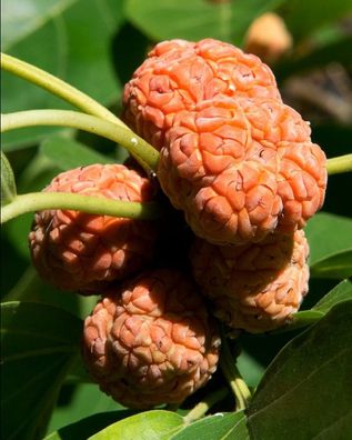 Seidenraupenbaum / Che - 10 Frische Samen - Maclura Tricuspidata