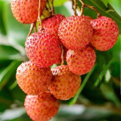 Frische Fruchtsamen mit 20Pcs Litchi Samen