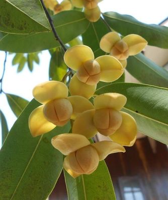 Nationalblume / Baum von Kambodscha - 10 Frische Samen - Melodorum fruticosum