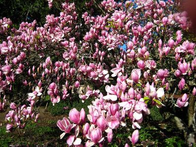 Tulpen Magnolien - Magnolia Soulangeana - 10 Frische Samen