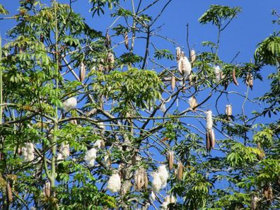 Weisser Kapokbaum - Baumwollbaum - Ceiba Pentandra - 5 Frische Samen