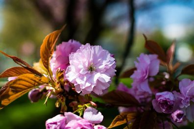 Sakura - Japanische Zierkirsche - 10 Frische Samen - Prunus Serrulata