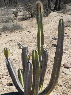 Totempfahl Kaktus - Lophocereus schottii - 20 frische Samen