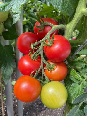 Druschba alte Tomatensorte aus Bulgarien fürs Freiland geeignet Drushba Drushba