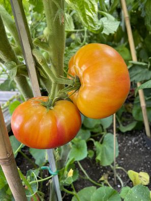 Wherokowhai Dwarf-Tomate bunte Fleischtomate für Balkon Terrasse Hochbeet