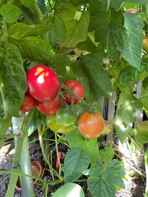 Iditarod Dwarf rote Tomate ertragreich kleiner Wuchs ideal für Balkon Hochbeet