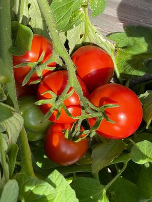 Sperls Zukunft rote Tomate alte DDR-Sorte fürs Freiland geeignet Rote Liste