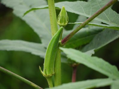 Okra / Ladyfinger - Exotische Gemüse aus Asien - 20 Frische Samen