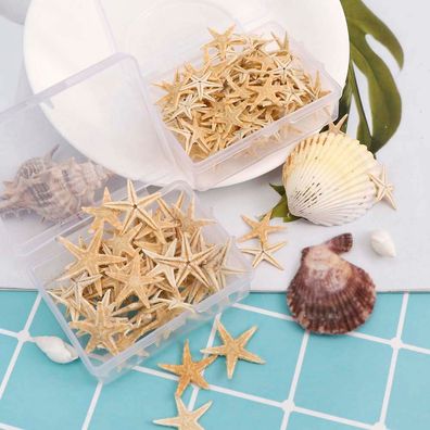 Natürliche Strand Handwerk Seestern Muschel - natürliche Seesterne DIY Strand