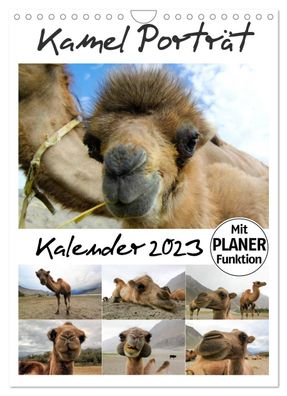 Kamel Porträt 2023 Wandkalender