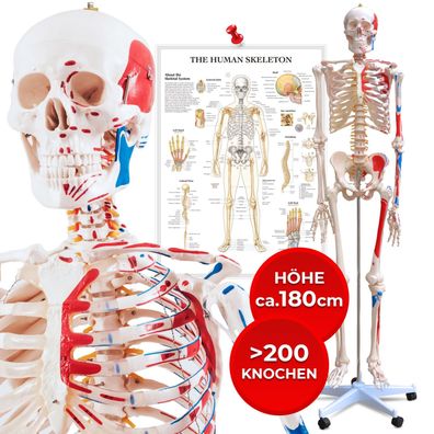 Menschliches Skelett Muskeln lebensgroß 180 cm Anatomie Modell Lehrmodell Poster