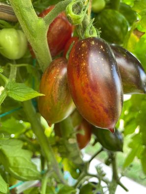 Brad´s Atomic Grape Stabtomate mit herrlichem Farbspiel Anthocyan Brads Antho-Tomate