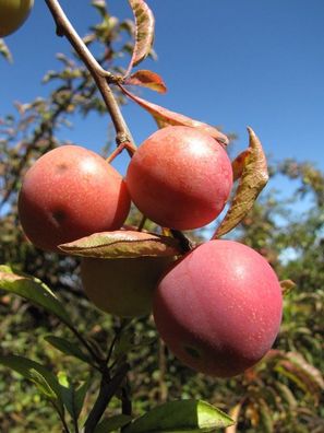 Kischpflaume / Wilde Mirabelle - 10 Frische Samen - Prunus Myrobalana