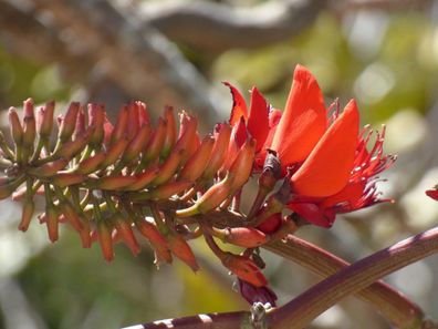 Indischer Korallenbaum - Erythrina Variegata - 5 frische Samen