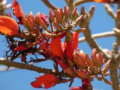 Indischer Korallenbaum - Erythrina Variegata - 10 frische Samen