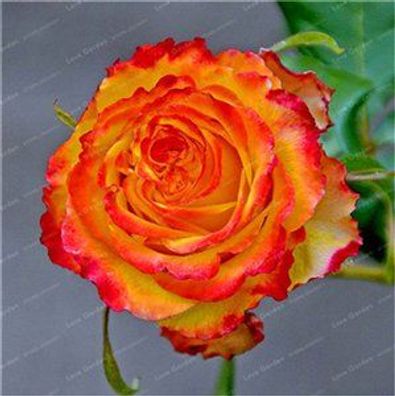 200 Stücke Seltene Rose Blumen Samen 10 Farben Auswahl