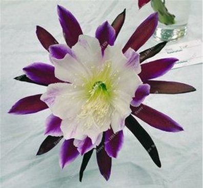 Mexikanische Hybrid Epiphyllum Blumensamen